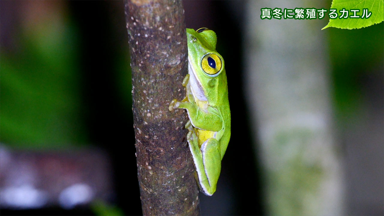 リュウキュウの自然　真冬に繁殖するカエル