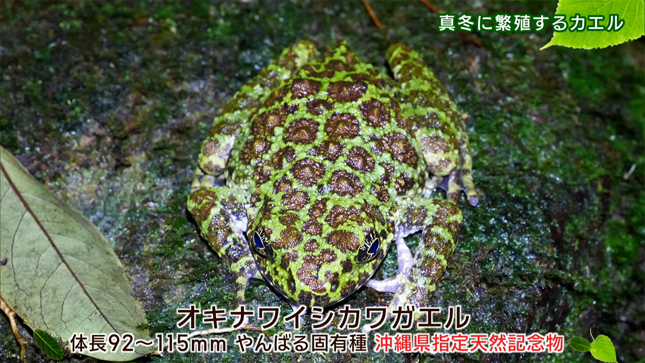 リュウキュウの自然　真冬に繁殖するカエル