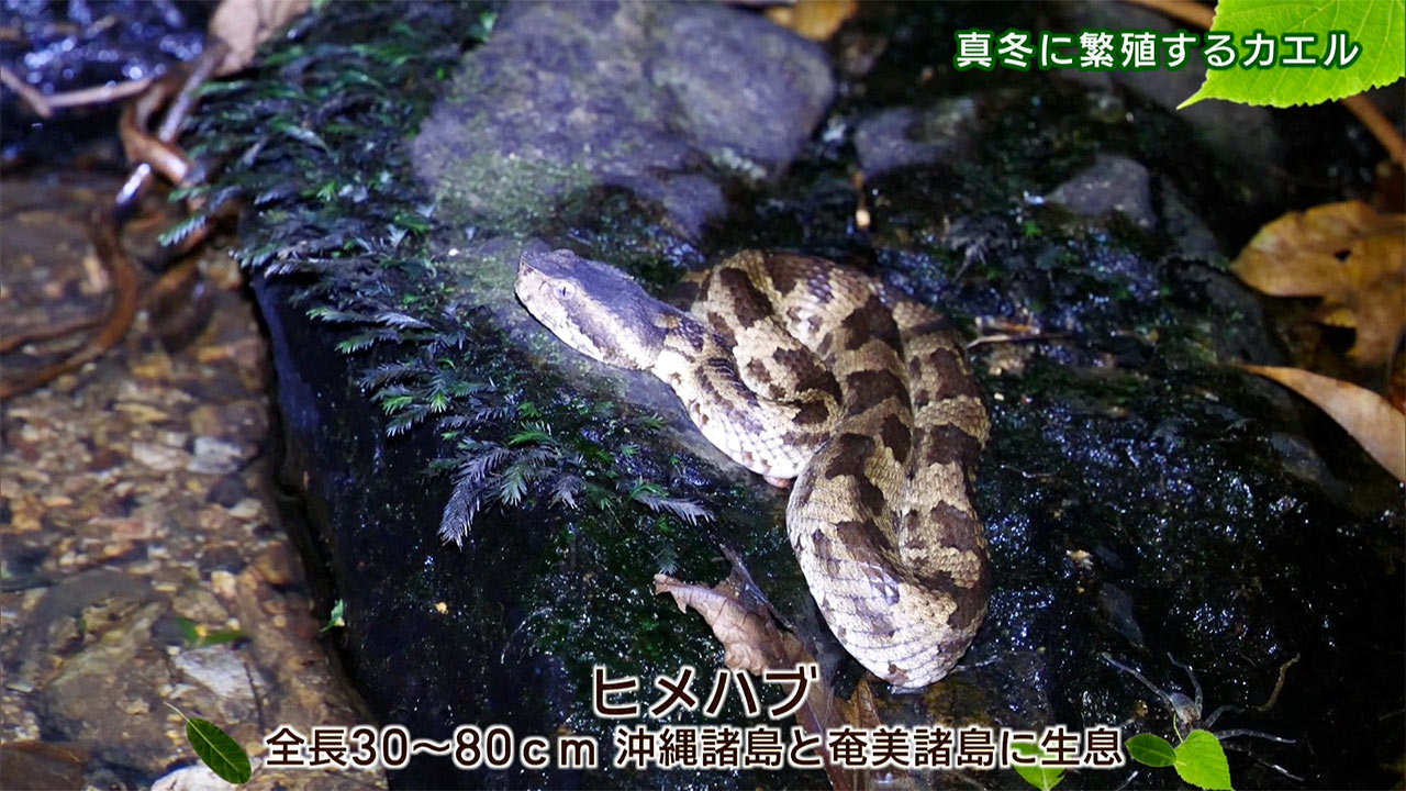 リュウキュウの自然　真冬に繁殖するカエル