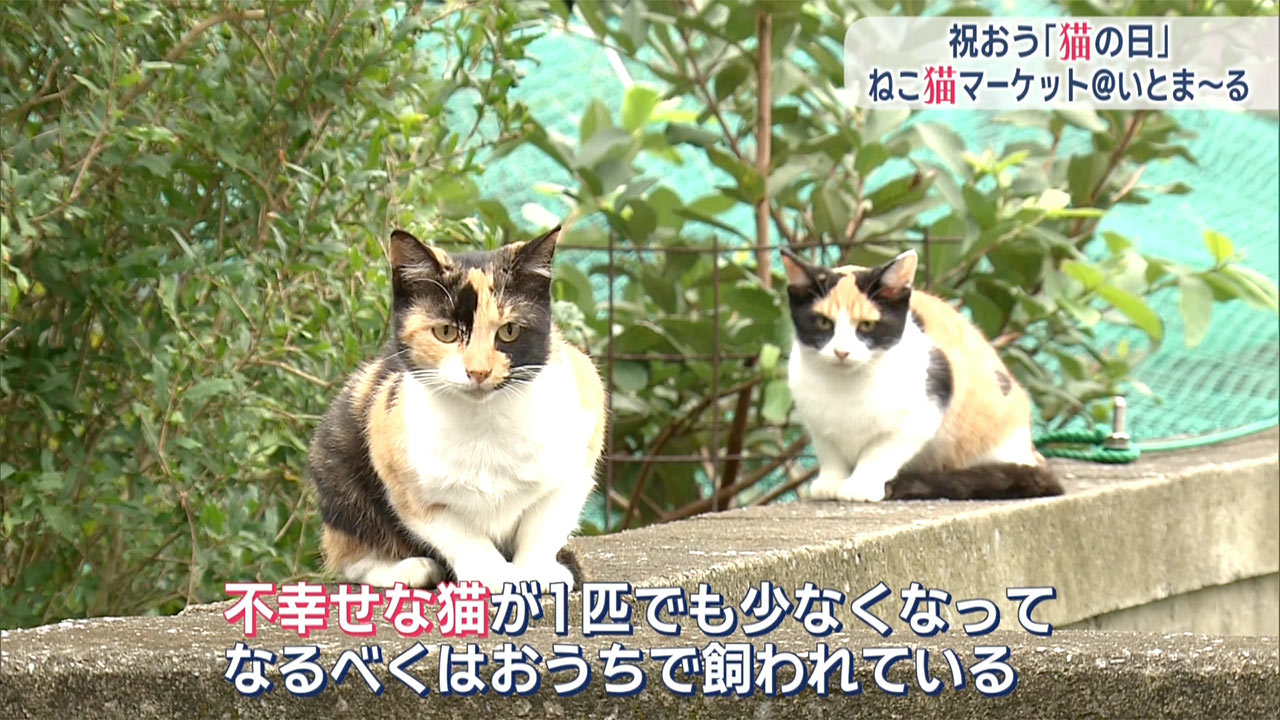祝おう猫の日「ねこ猫マーケットｉｎ糸満」