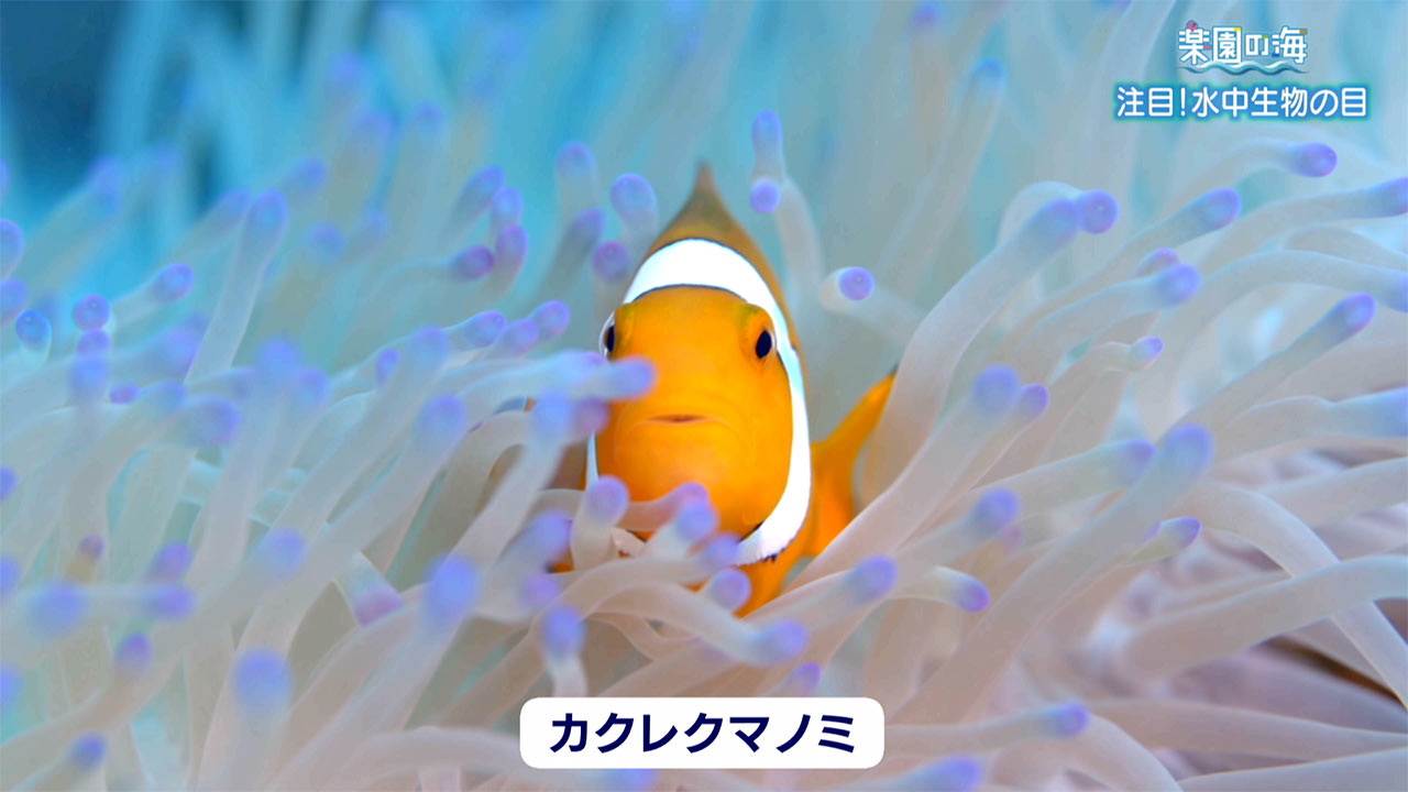 楽園の海「注目！水中生物の目」