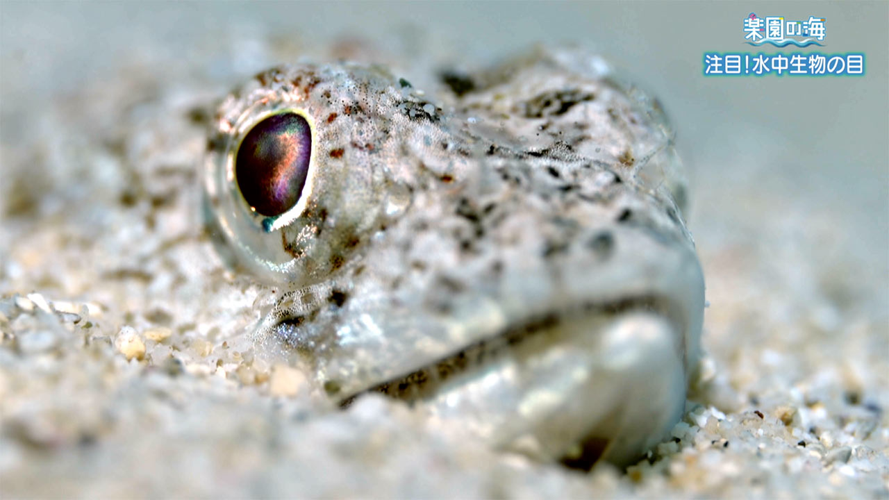 楽園の海「注目！水中生物の目」