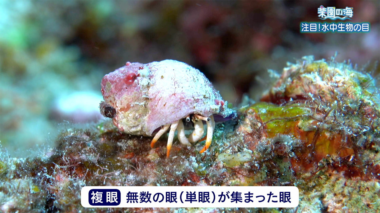 楽園の海「注目！水中生物の目」