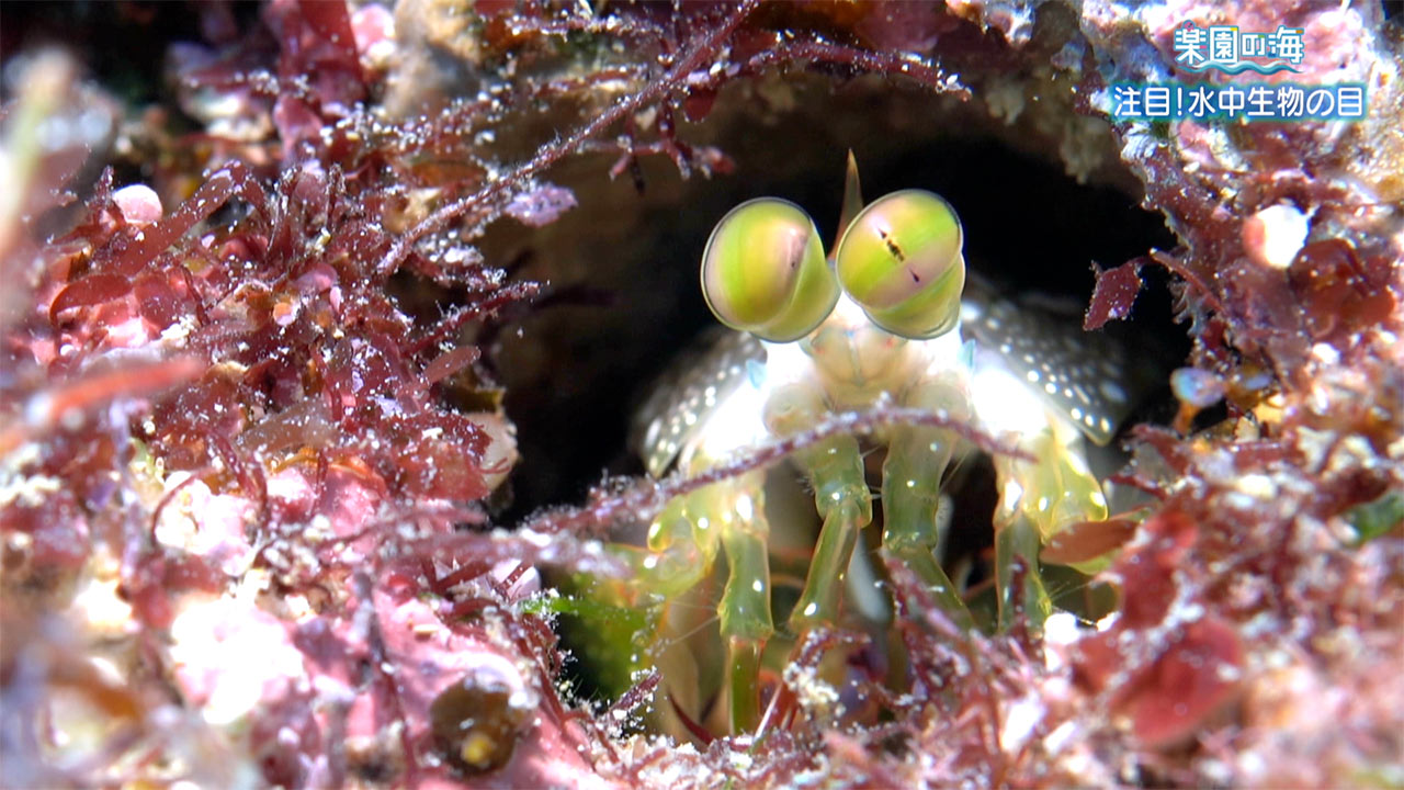 楽園の海「注目！水中生物の目」