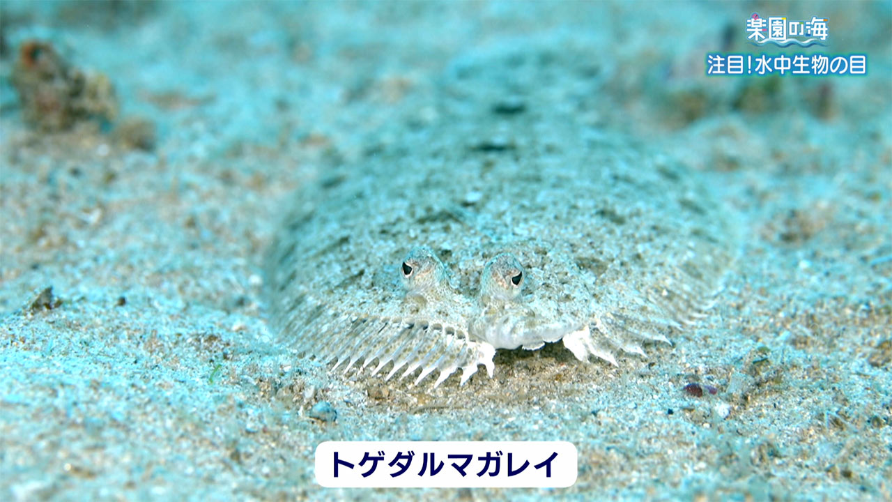 楽園の海「注目！水中生物の目」
