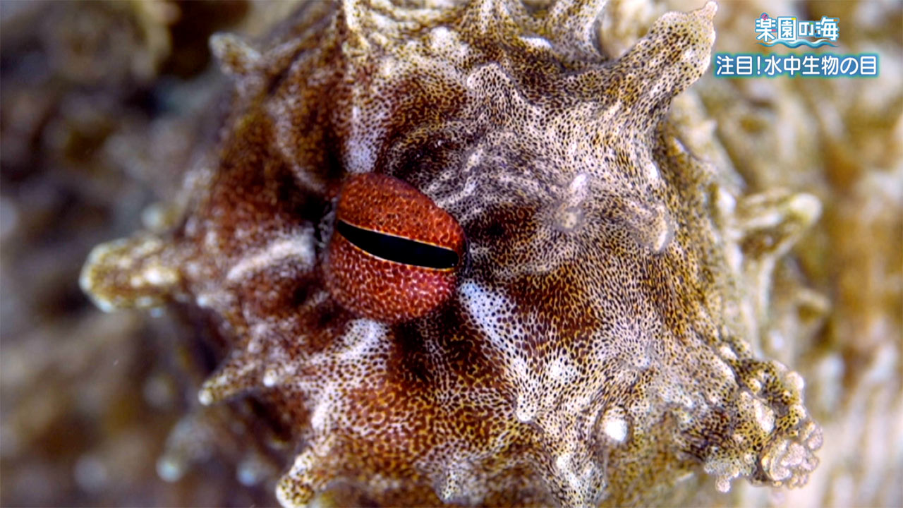 楽園の海「注目！水中生物の目」