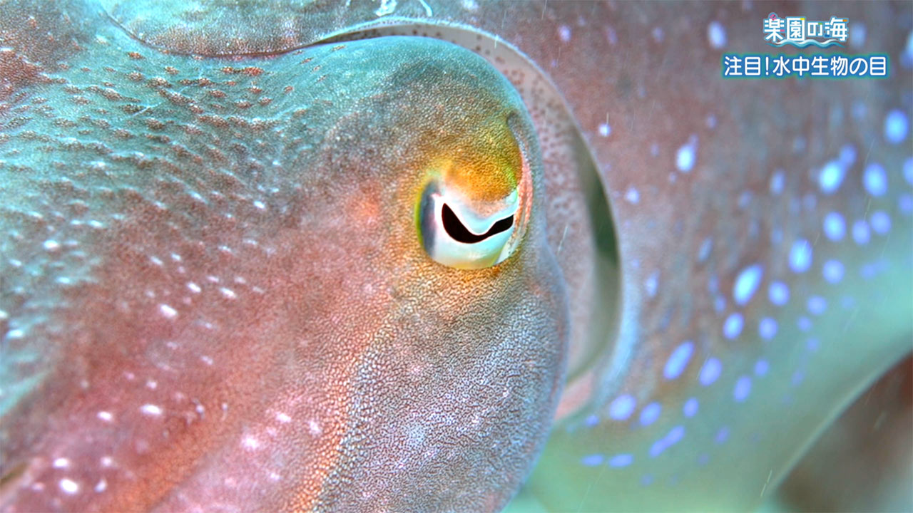 楽園の海「注目！水中生物の目」