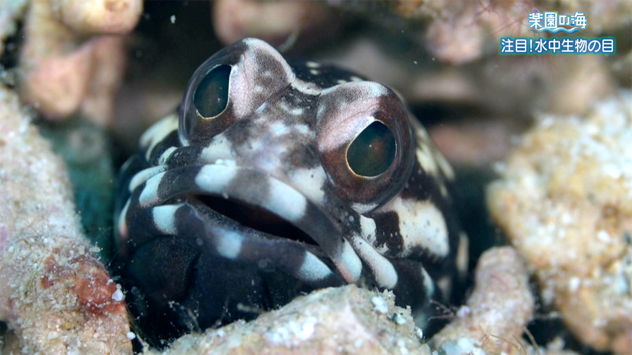 楽園の海「注目！水中生物の目」