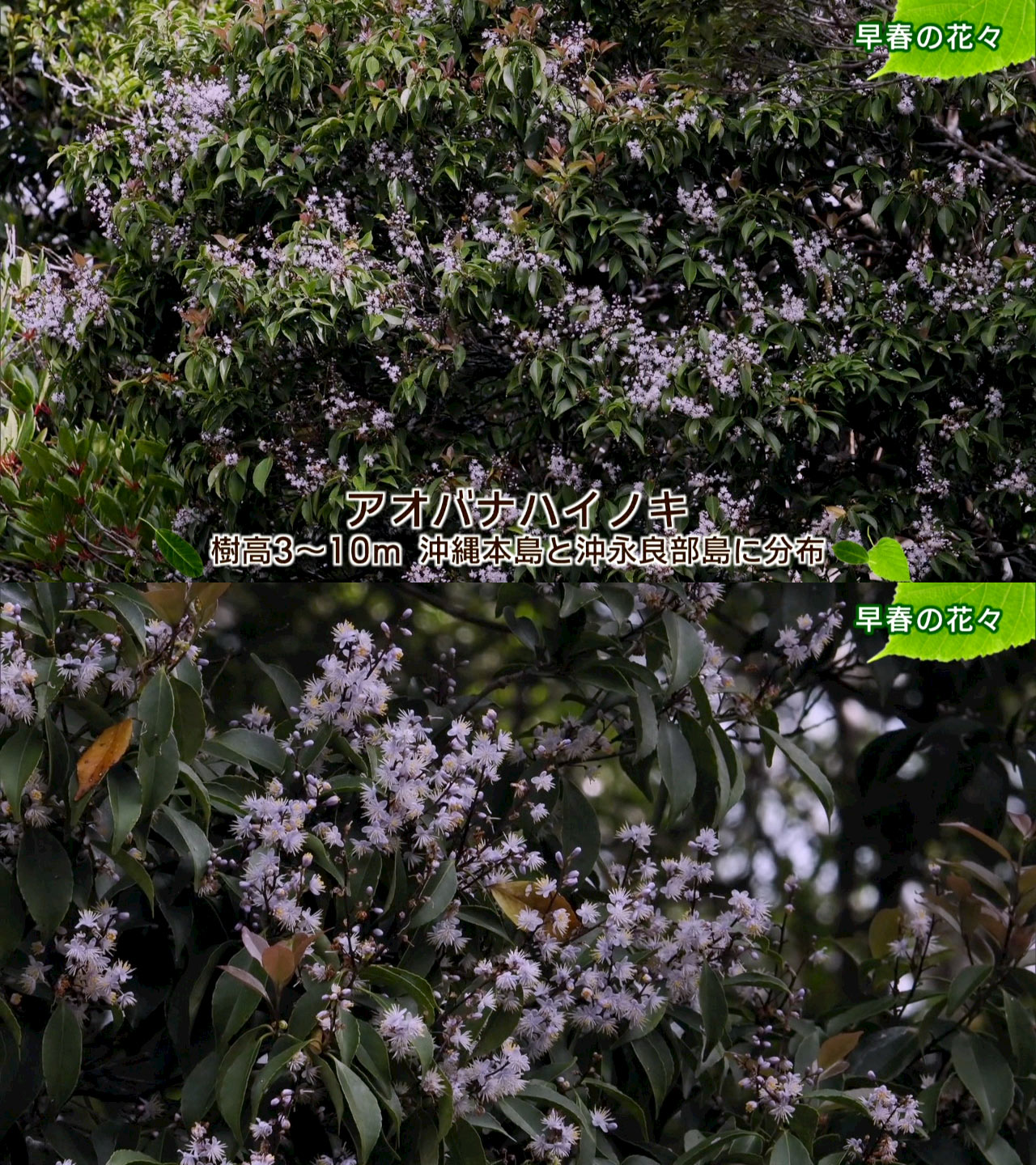 リュウキュウの自然　早春の花々