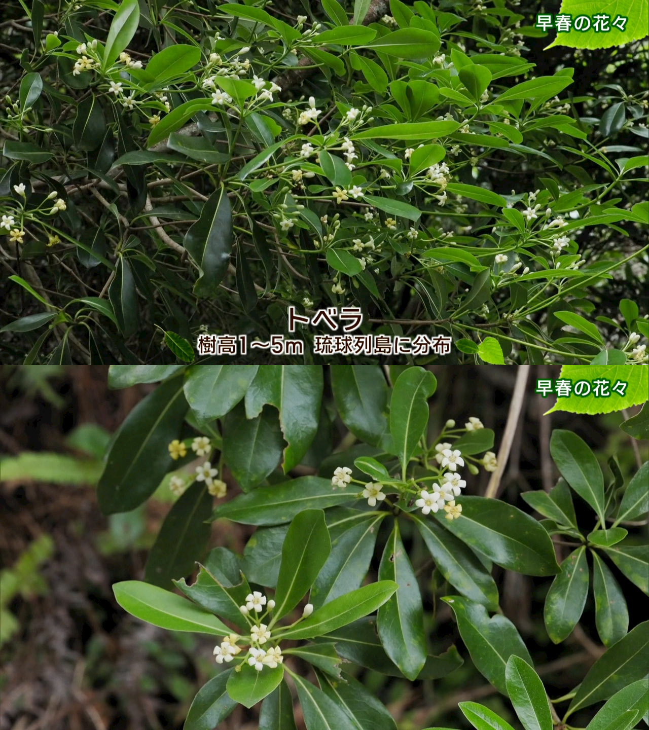 リュウキュウの自然　早春の花々