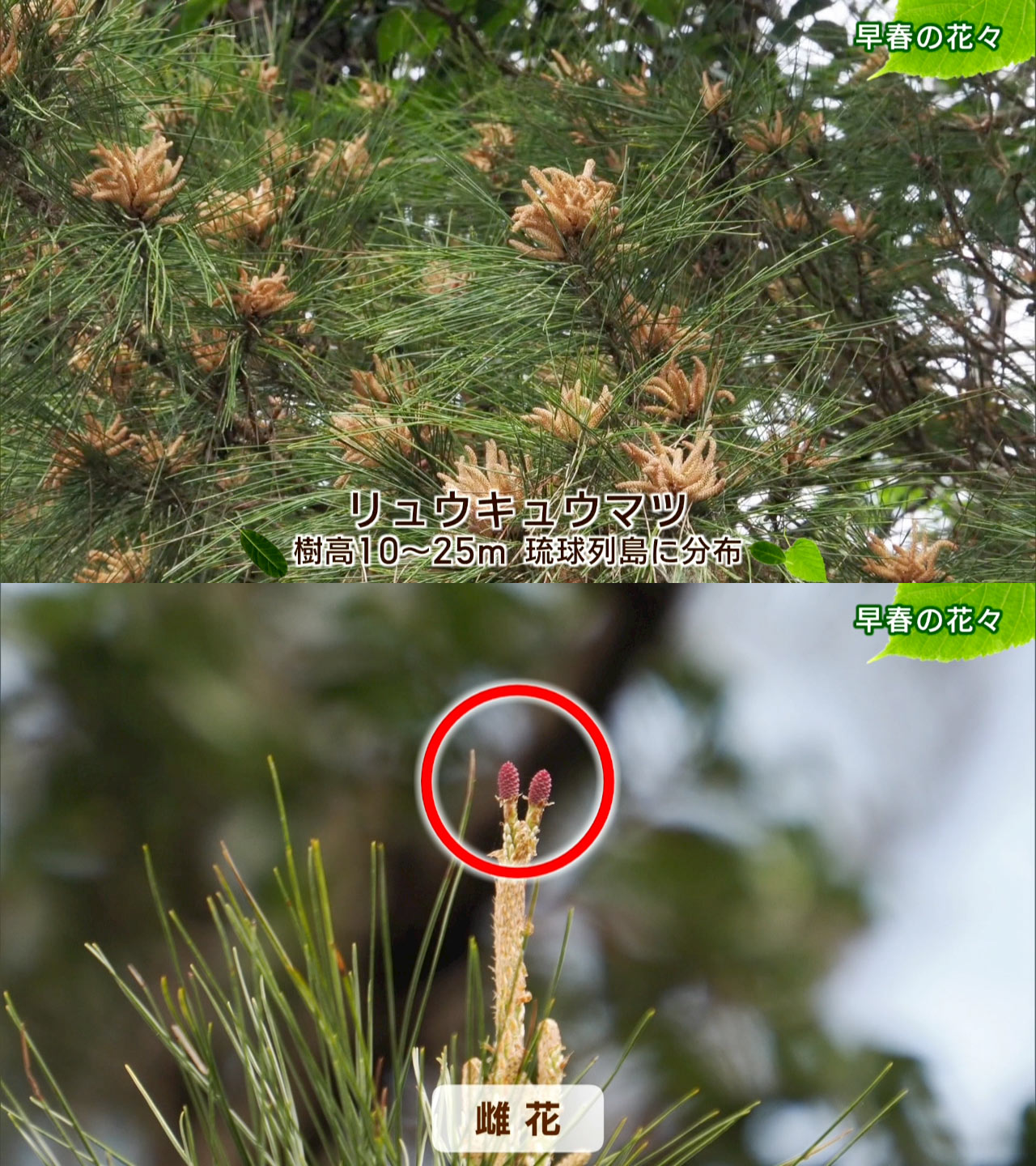 リュウキュウの自然　早春の花々