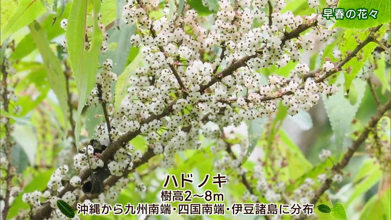 リュウキュウの自然　早春の花々