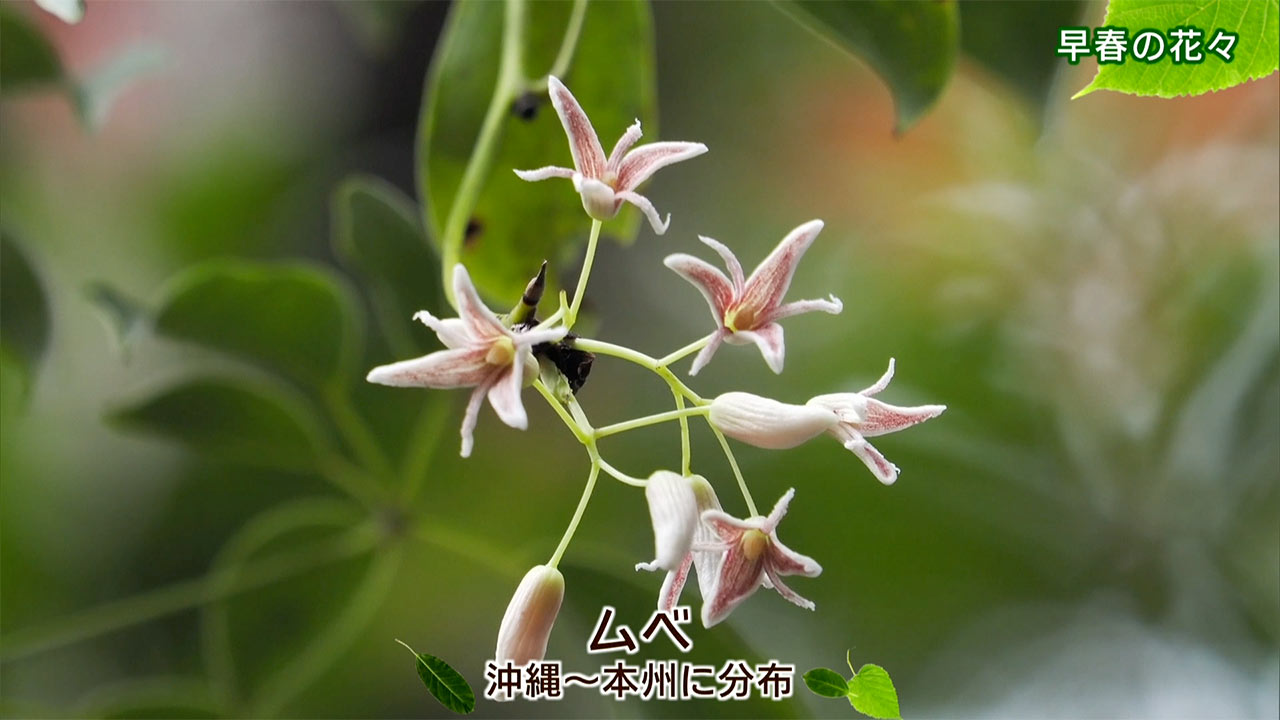 リュウキュウの自然　早春の花々