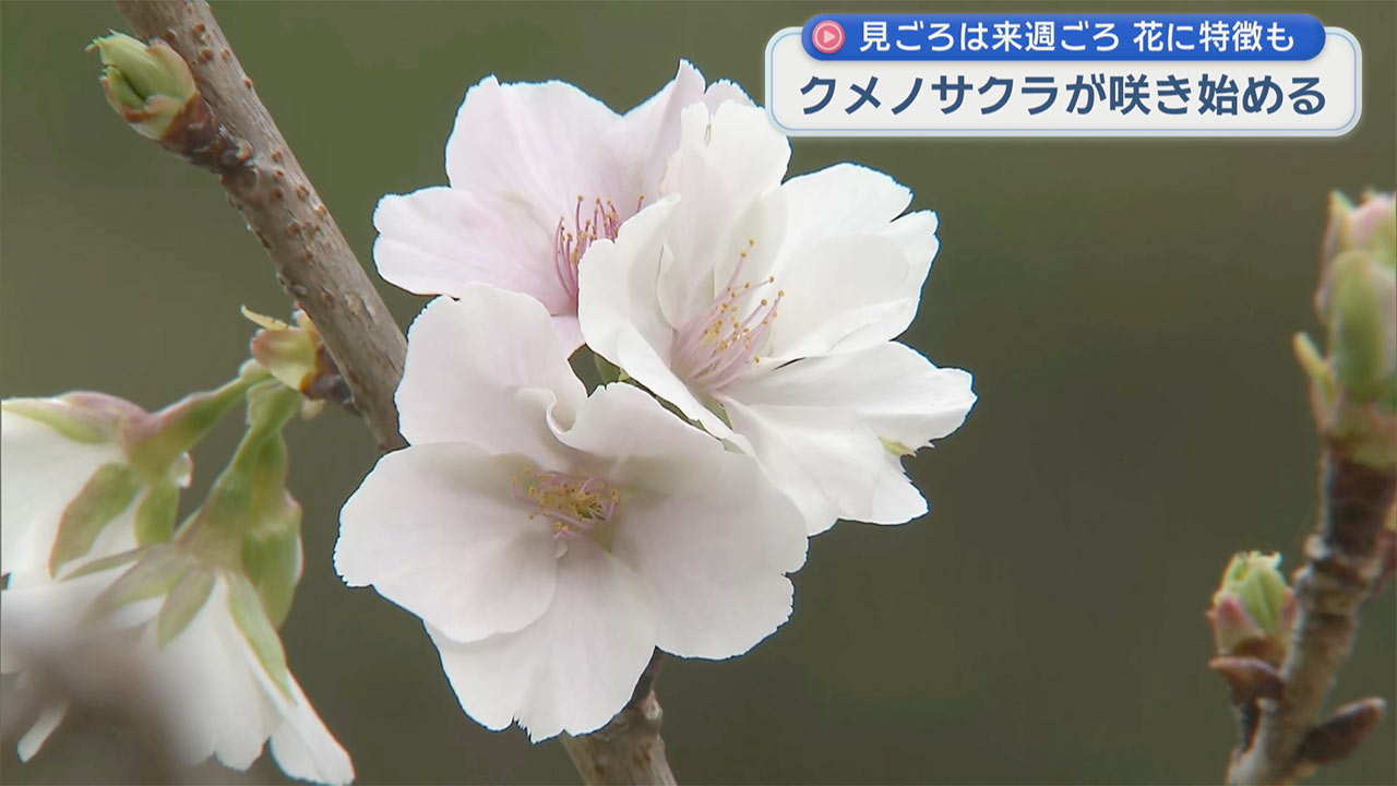 純白の桜　クメノサクラ咲き始める　本部町でまつり開催