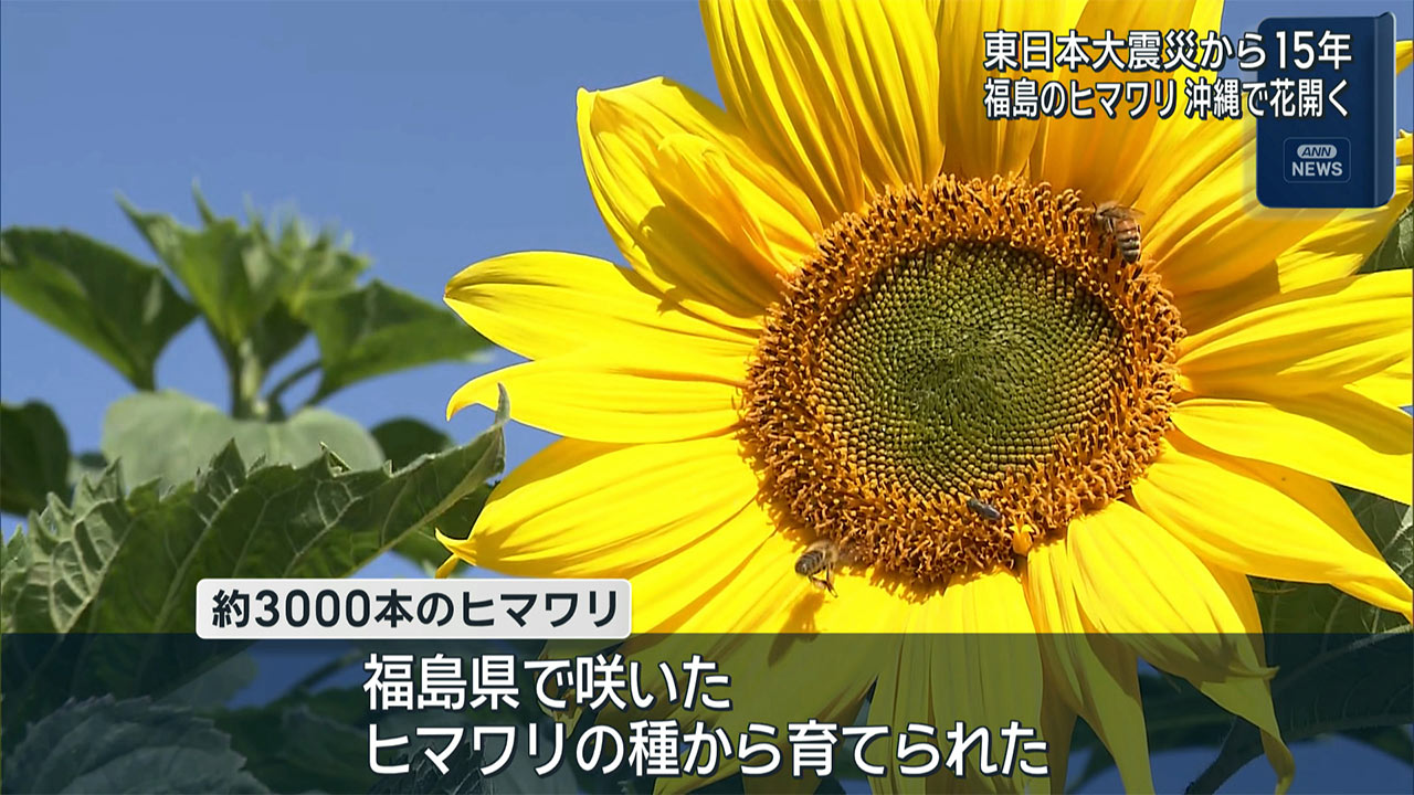 戦争と震災の記憶継承　平和祈念公園のヒマワリ畑