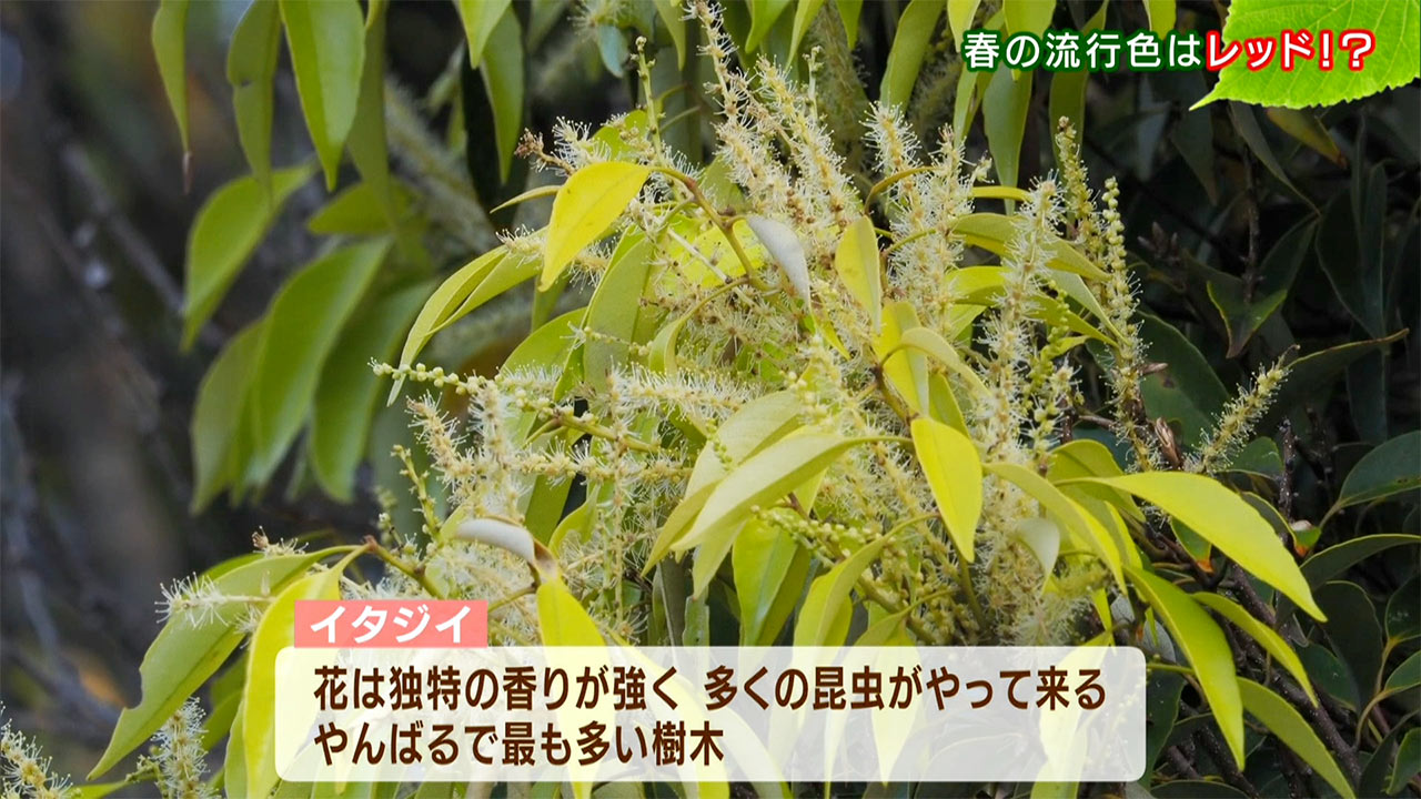 リュウキュウの自然　春の流行色はレッド！？