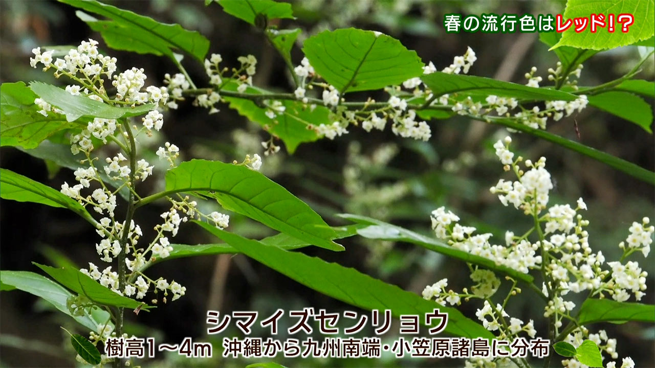 リュウキュウの自然　春の流行色はレッド！？