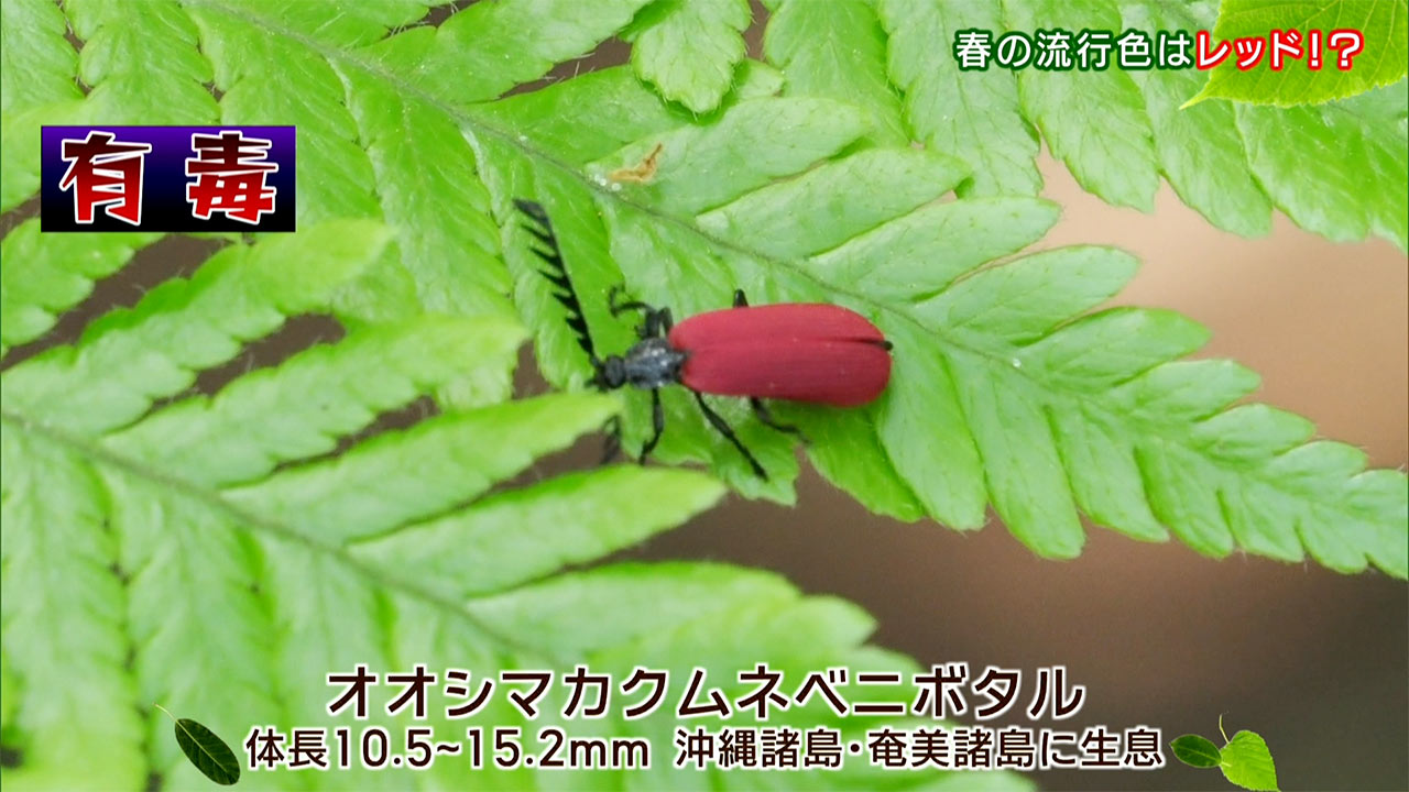 リュウキュウの自然　春の流行色はレッド！？