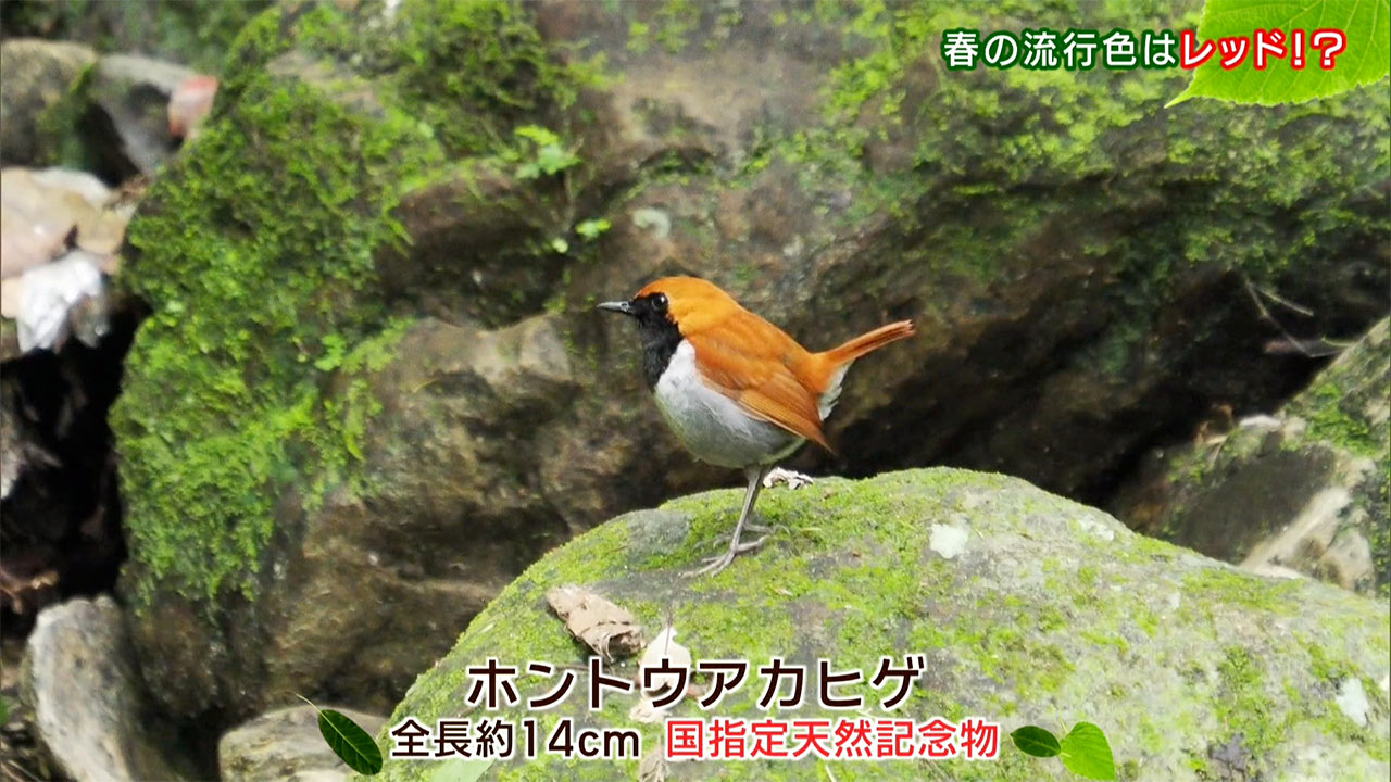 リュウキュウの自然　春の流行色はレッド！？