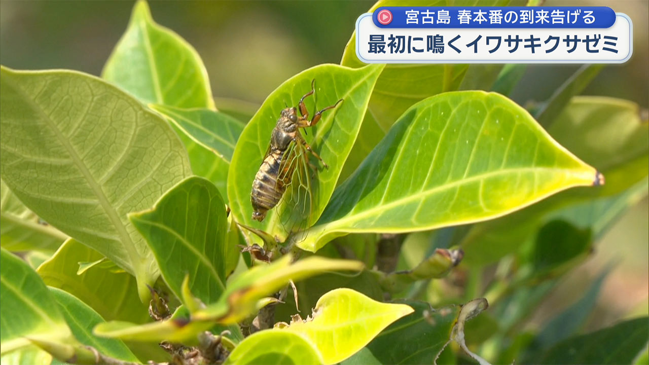 宮古島でイワサキクサゼミが鳴く