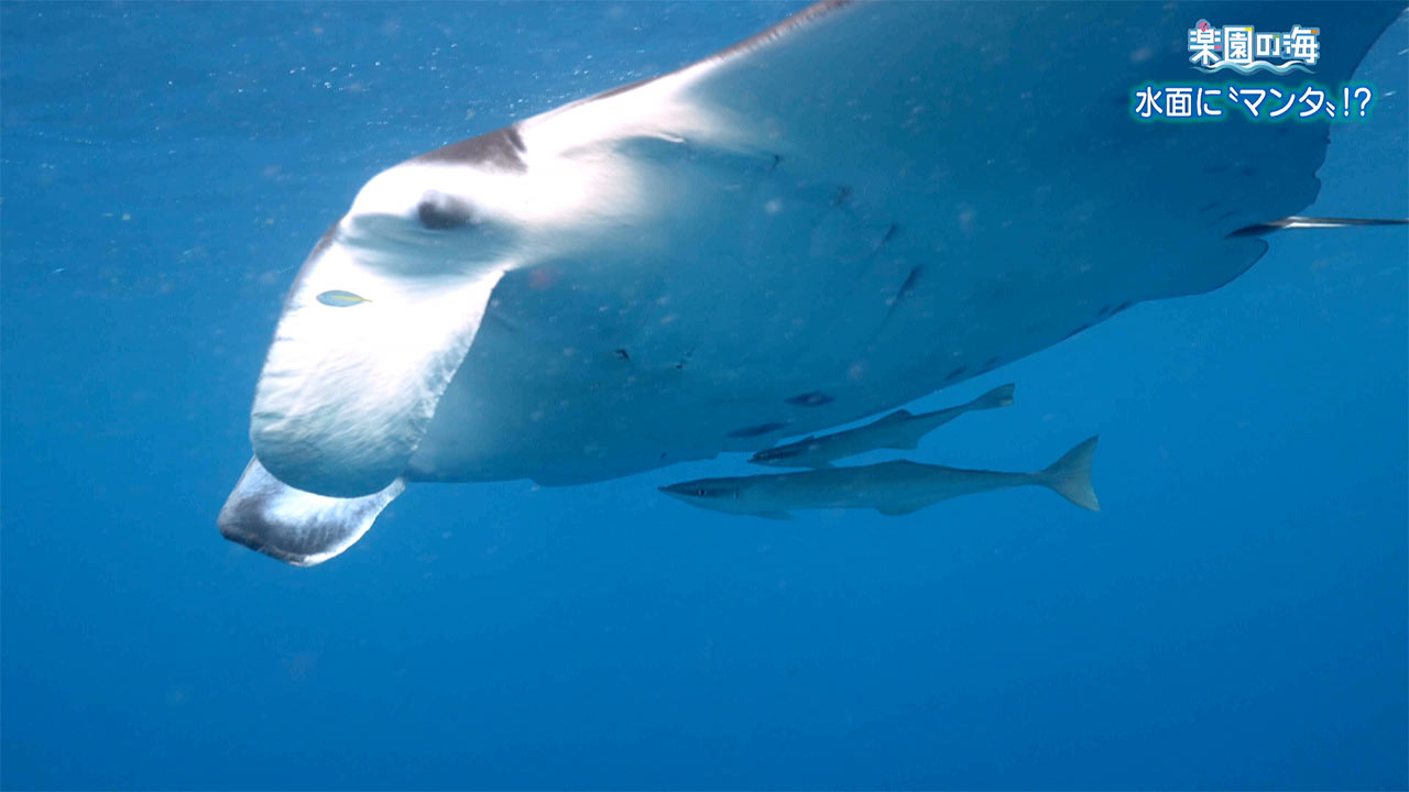 楽園の海　水面に「マンタ」！？
