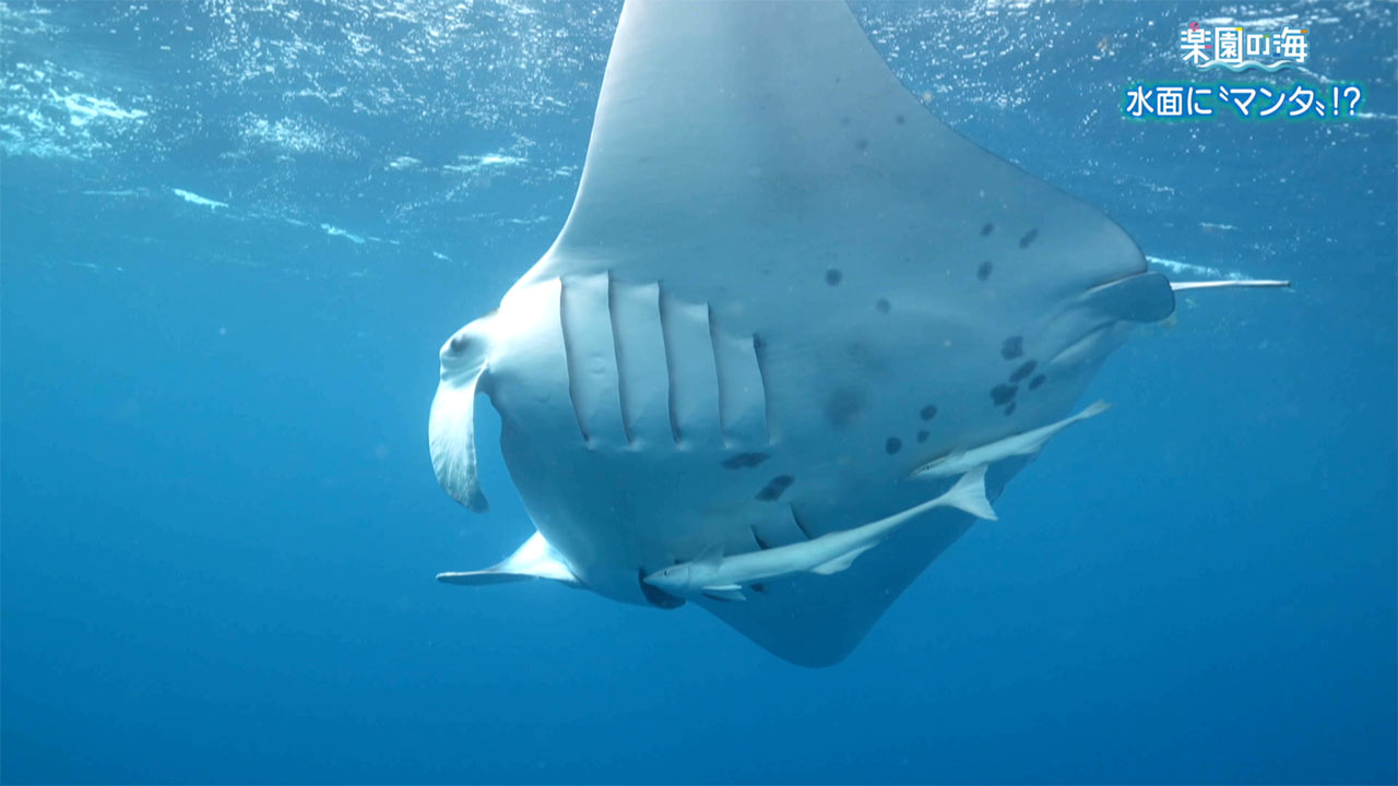 楽園の海 水面に「マンタ」!?