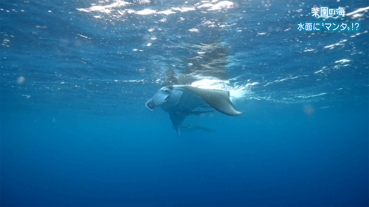 楽園の海 水面に「マンタ」!?