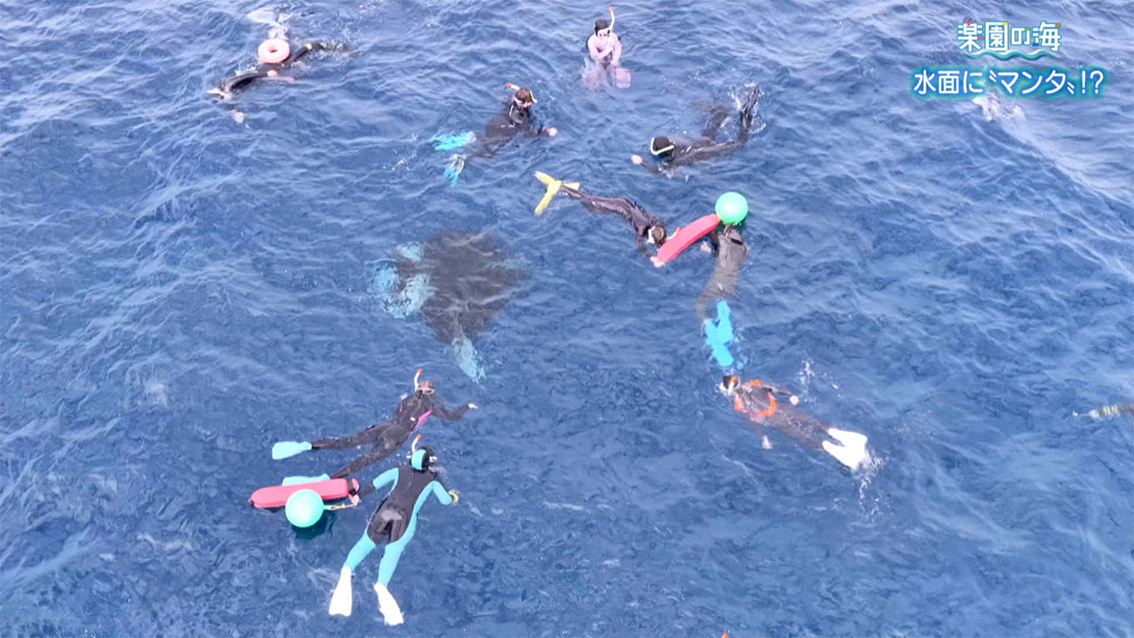 楽園の海 水面に「マンタ」!?