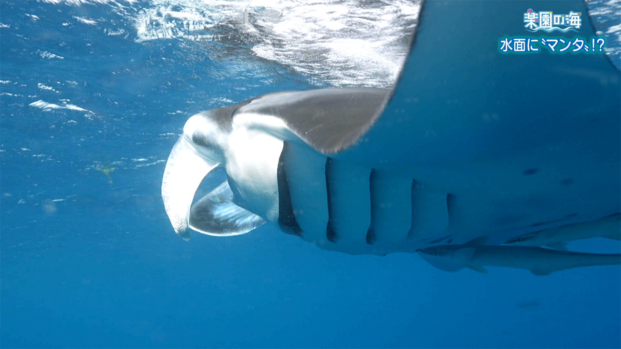 楽園の海 水面に「マンタ」!?