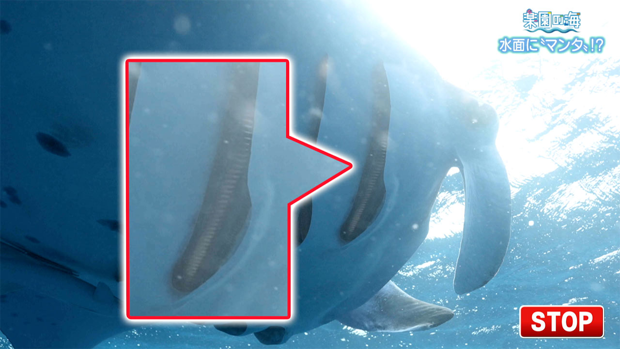 楽園の海 水面に「マンタ」!?