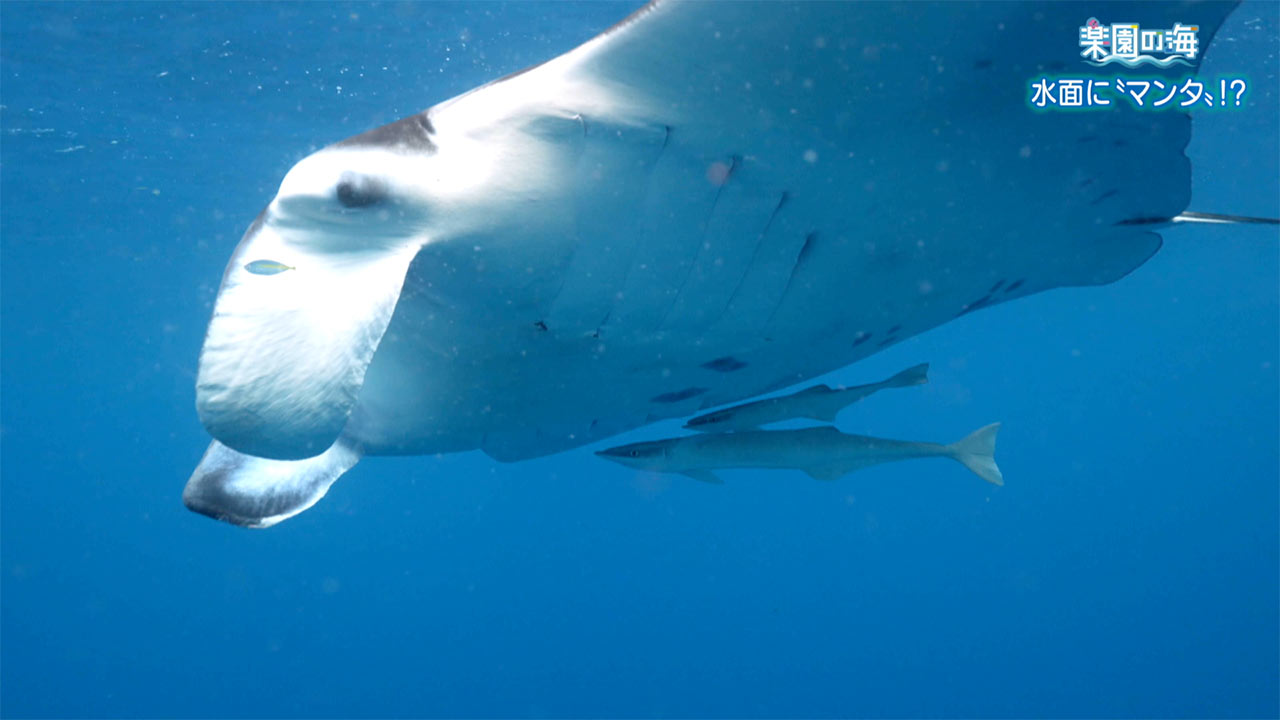 楽園の海 水面に「マンタ」!?