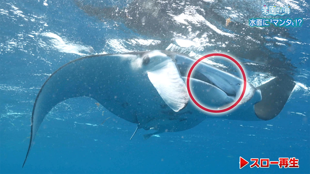 楽園の海 水面に「マンタ」!?