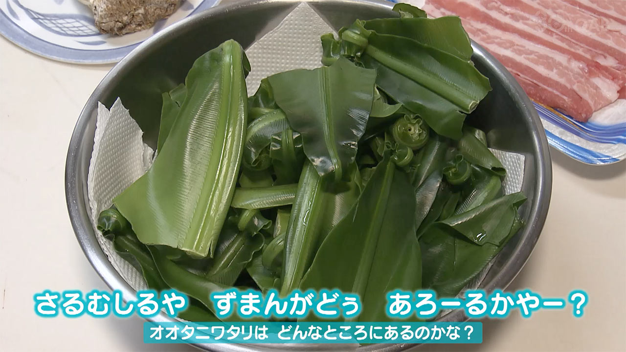 山菜の日！石垣島宮良言葉でさるむしるクッキング