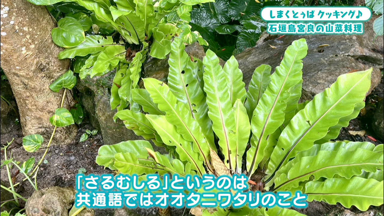 山菜の日！石垣島宮良言葉でさるむしるクッキング