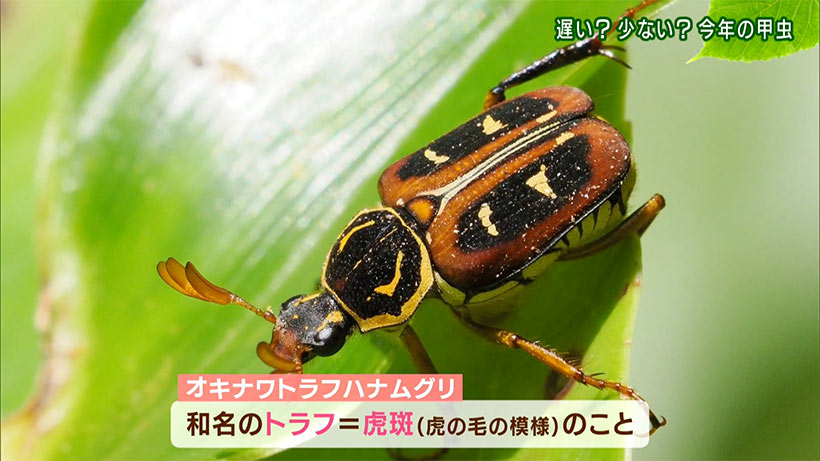 リュウキュウの自然 遅い?少ない?今年の甲虫