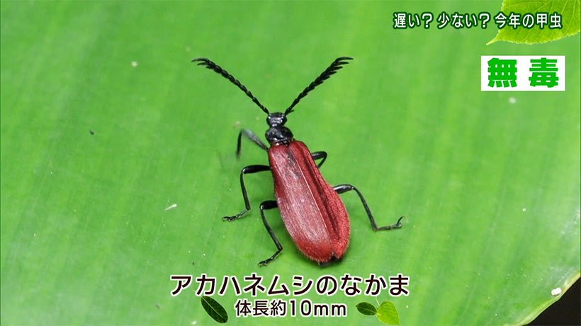 リュウキュウの自然 遅い?少ない?今年の甲虫
