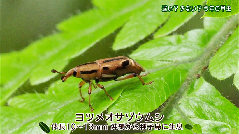 リュウキュウの自然 遅い?少ない?今年の甲虫