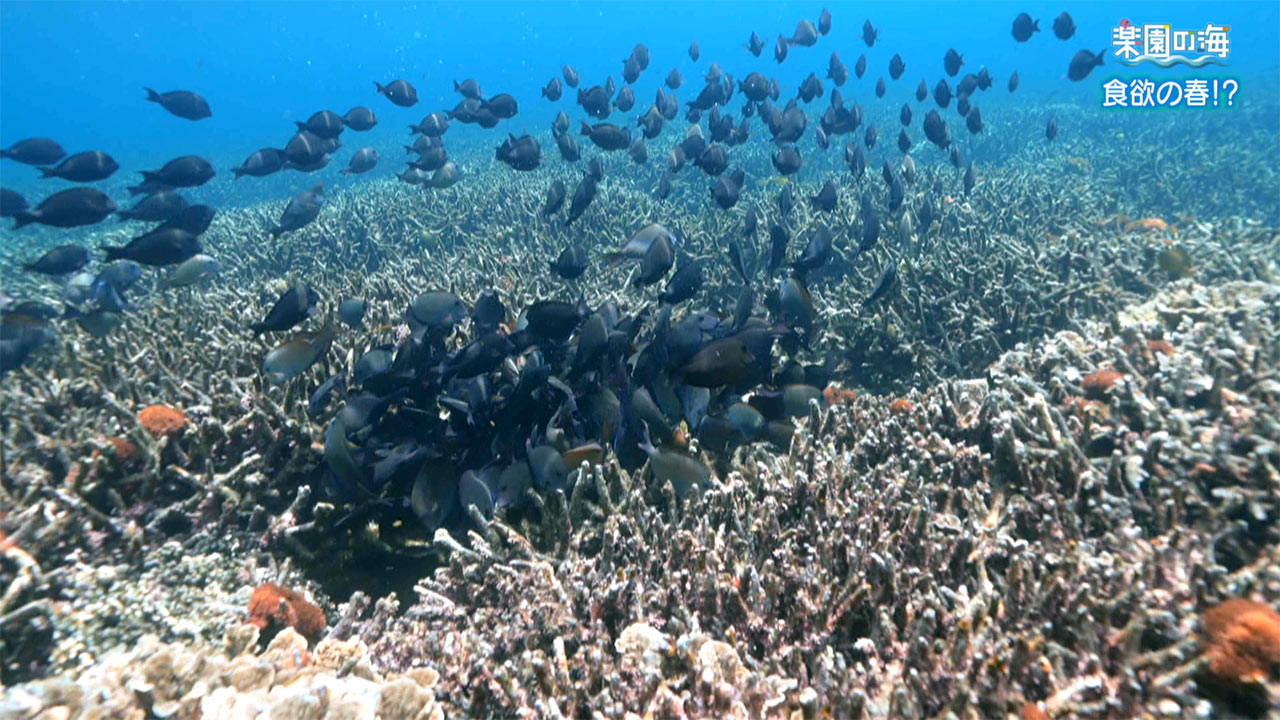 楽園の海　食欲の春！？