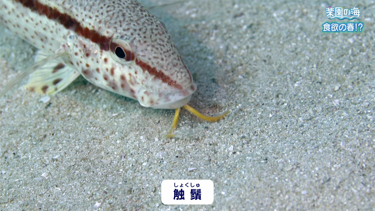 楽園の海　食欲の春！？