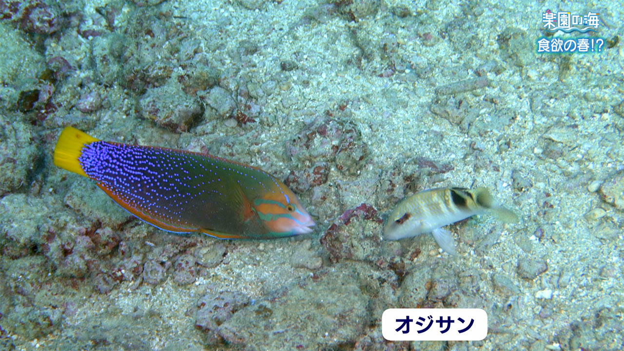 楽園の海　食欲の春！？