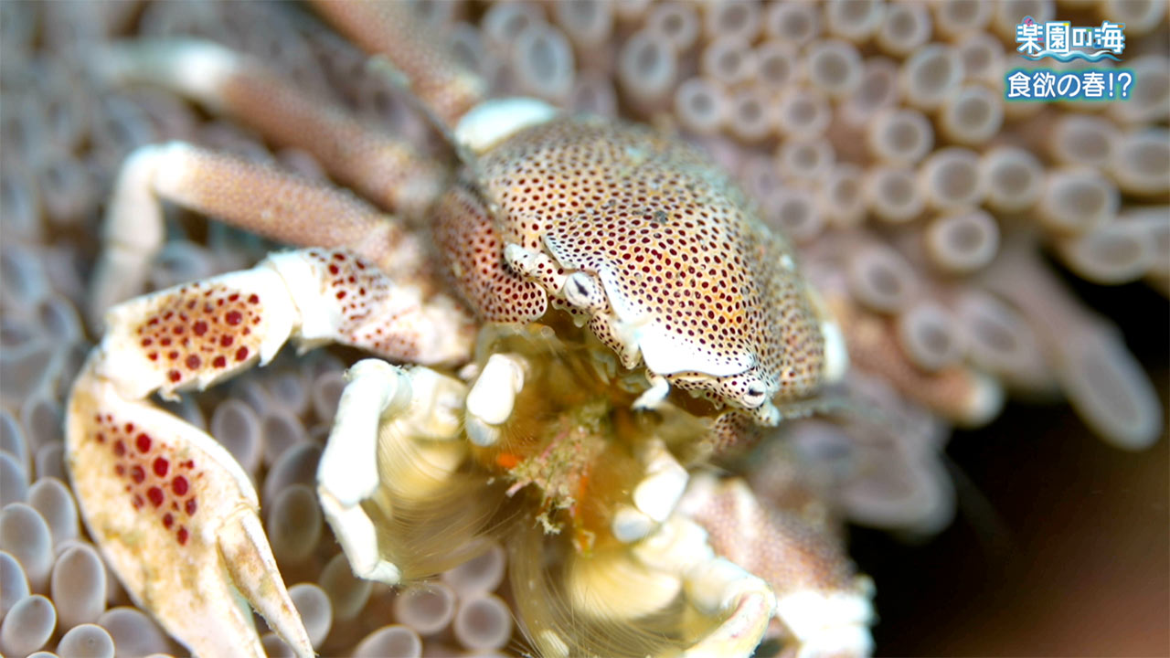 楽園の海　食欲の春！？