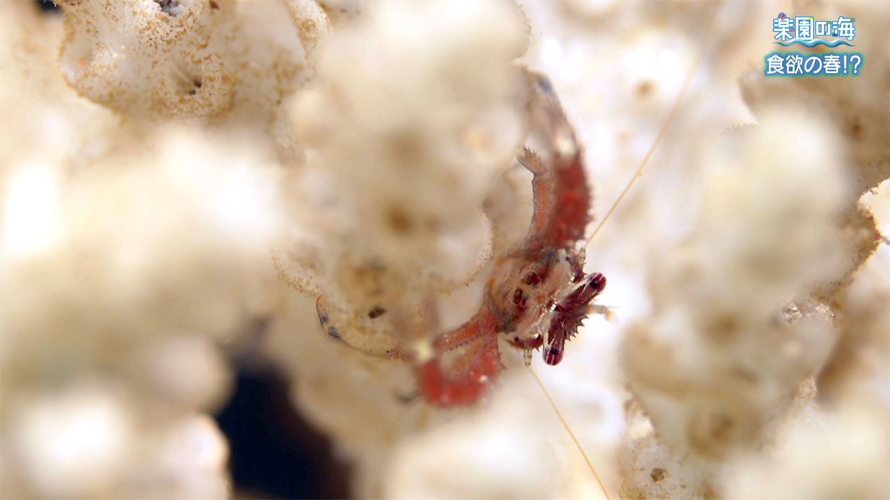 楽園の海　食欲の春！？