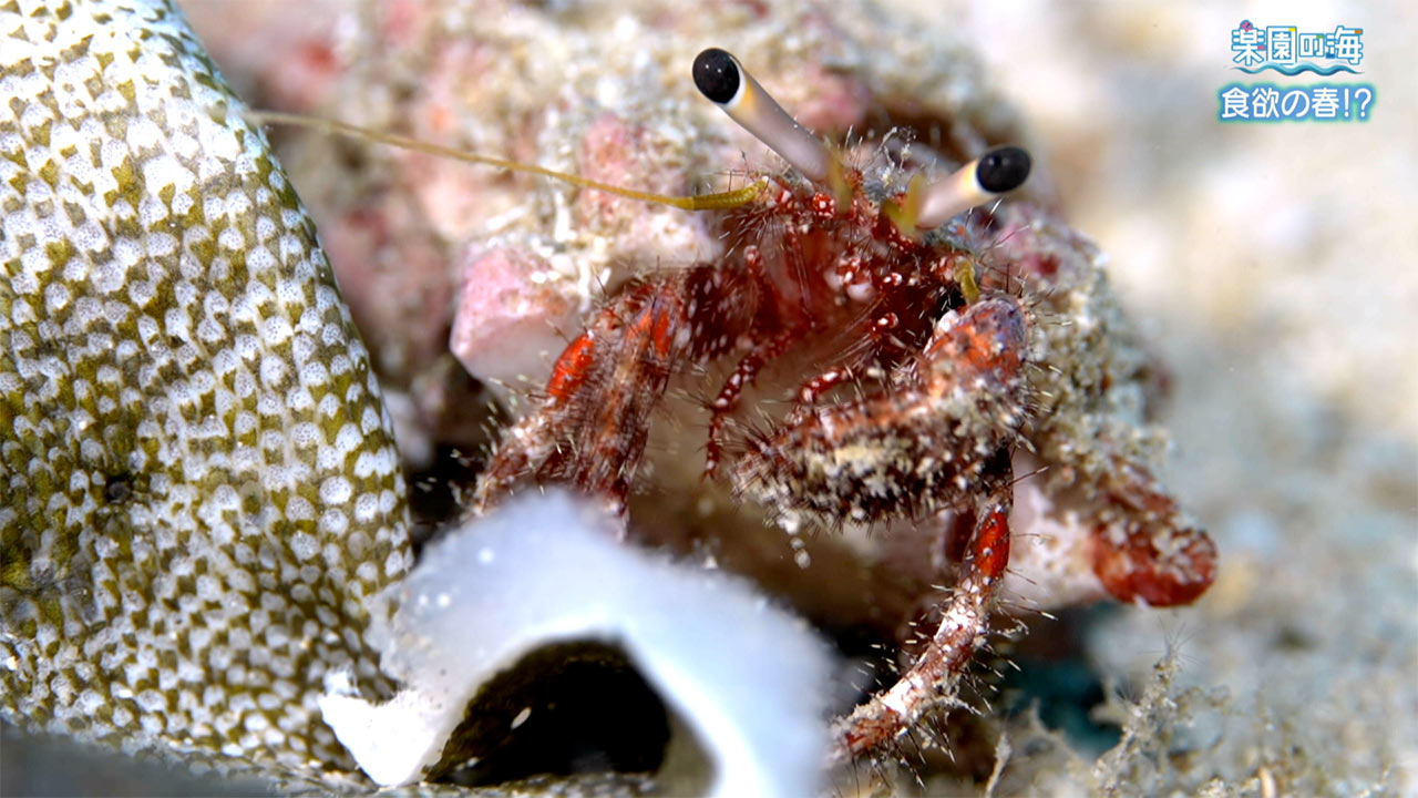 楽園の海　食欲の春！？