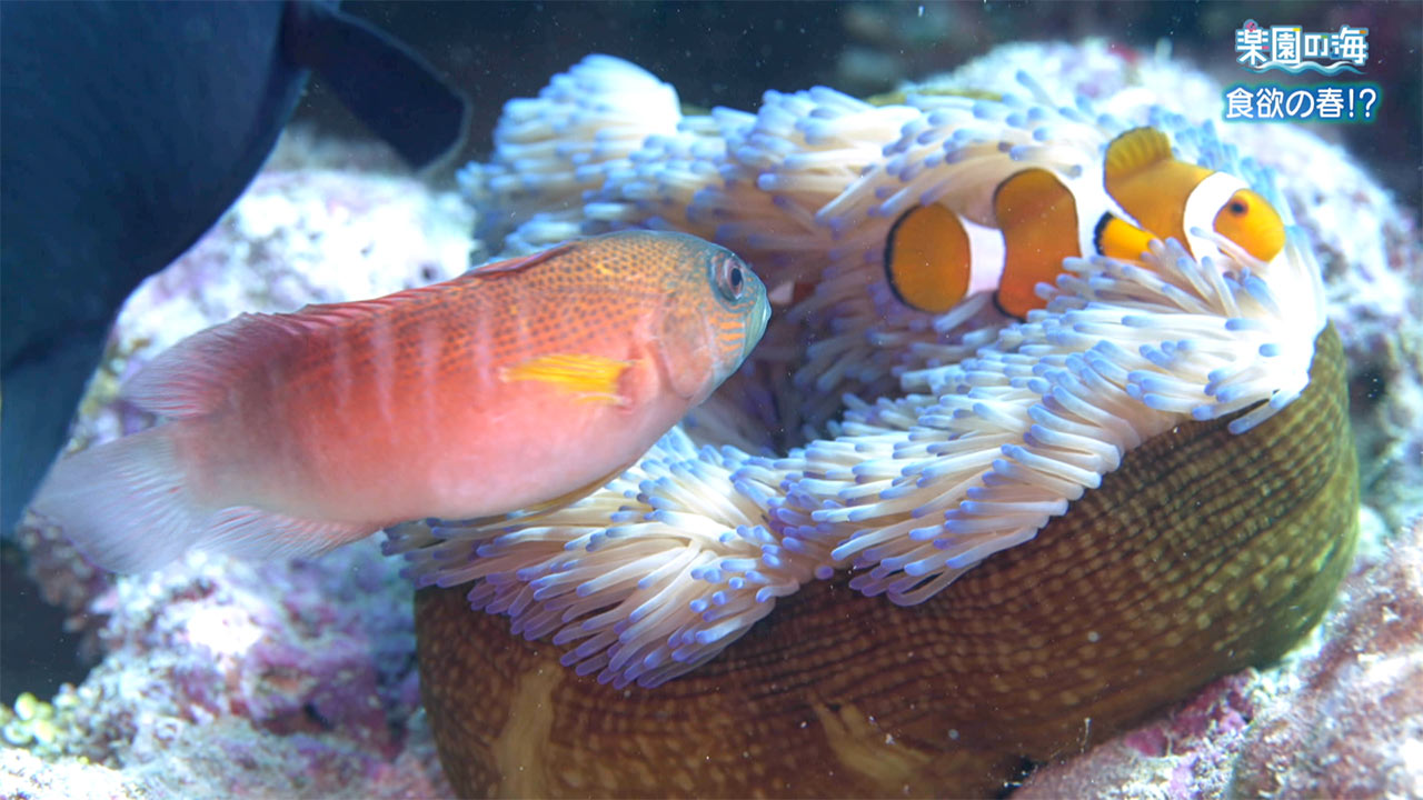 楽園の海　食欲の春！？