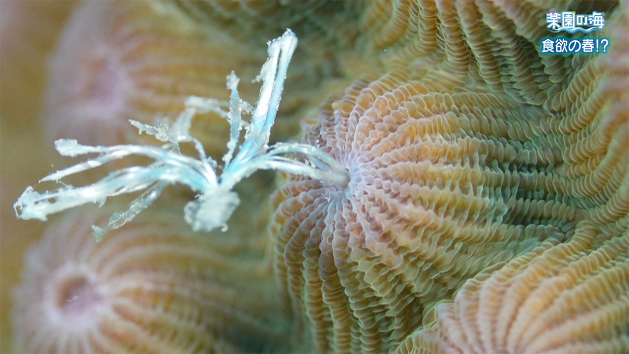 楽園の海　食欲の春！？