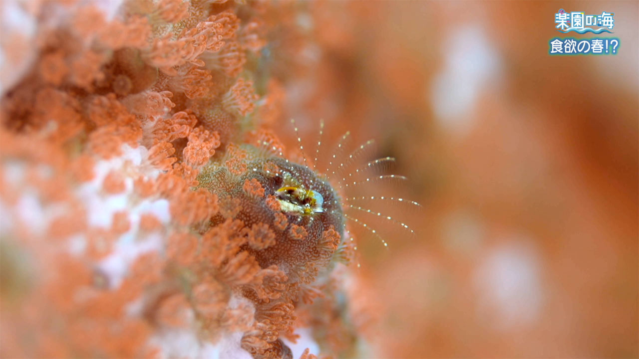 楽園の海　食欲の春！？