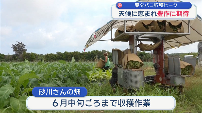 今季は豊作に期待 宮古島で葉たばこの収穫ピーク迎える