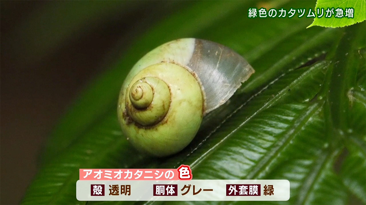 リュウキュウの自然　緑色のかたつむりが急増