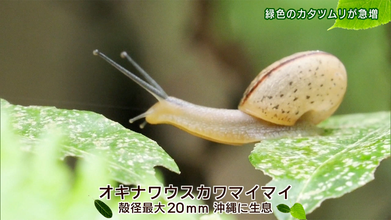 リュウキュウの自然　緑色のかたつむりが急増