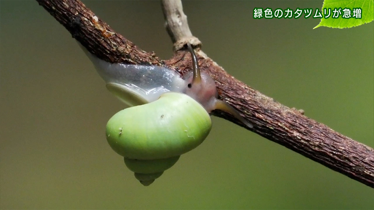リュウキュウの自然　緑色のかたつむりが急増